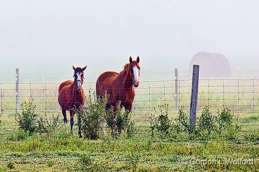 Two Horses_14495.jpg - Photographed near Jasper, Ontario, Canada.